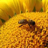 "Tournesol" - micheljourde.over-blog.com