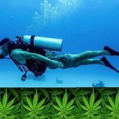 Cannabis : fumer ou plonger, il faut choisir