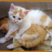 Les chats de la famille: ribambelle de chatons - crea.vlgomez.photographe.over-blog.com