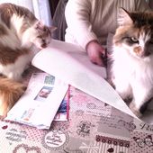 Quand chat embête son monde (canevas) - crea.vlgomez.photographe et bricoleuse touche à tout.over-blog.com