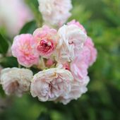 Le Jardin de Bene