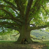 Mon blog 0 carbone -