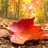 Chanson d'automne. Paul Verlaine.