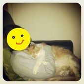 "Un chat, ça ne sert à rien !"