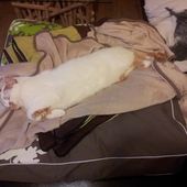 Postures farfelues #1 - Ma langue aux chats !