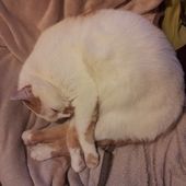 Postures farfelues #2 - Ma langue aux chats !