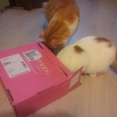 La Miaoubox de Noël est arrivée !