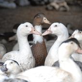 Actualité sur la grippe aviaire - Blog de l'ESAT Bellevue, foie gras et travail adapté