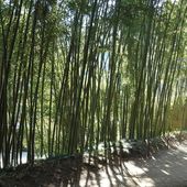 methodes de calme interieur (jing gong ou qi gong au repos)