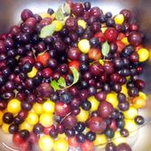 Ma récolte de prunes ... au bord des chemins... - Mes Meilleures Recettes Faciles