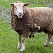 Recherche mouton de face et à 5 pattes (défi 119 des Croqueurs) - Quai des rimes