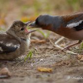 Pinson des arbres - Xavier ROCTON Photographie Passion