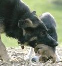 Le R+ est-il une simple mode, ou la réalité d’un monde canin en pleine crise?