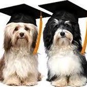 Métier : expert canin