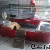 Comment faire sortir son cobaye de sa cage ? - Cochon d'inde, cobaye, guinea pig, infos, actus, mooc, video, santé, focus