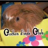Qui est le Cochon d'inde, cobaye ? - Cochon d'inde Club