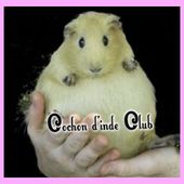 Alimenter une femelle cochon d'inde gestante - Cochon d'inde Club