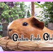 Catégorie poils satinés FAEC / ANEC - Cochon d'inde Club