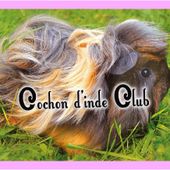 Catégorie poils longs Standard officiel FAEC/ANEC - Cochon d'inde Club