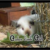Alimentation interdite au cochon d'inde - Cochon d'inde Club