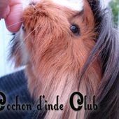 Comment se présenter à son cochon d'inde ? - Cochon d'inde Club