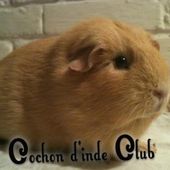 Catégorie poils courts Standard officiel FAEC/ANEC - Cochon d'inde Club