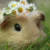 Le cochon d'inde ne mange pas de paille - Cochon d'inde Club