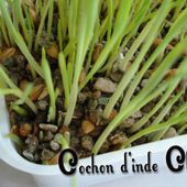 De l'herbe à chat pour votre cochon d'inde - Cochon d'inde, cobaye, guinea pig, infos, actus, mooc, video, santé, focus