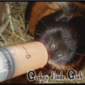 Les stades de la carence en vitamine C ? - Cochon d'inde, cobaye, guinea pig, infos, actus, mooc, video, santé, focus