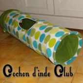 Apprendre à être un bon maître - Cochon d'inde Club