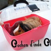 Je pars en vacances sans mon cochon d'inde - Cochon d'inde Club