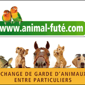 Animal futé : garde d'animaux entre particuliers - Cochon d'inde Club