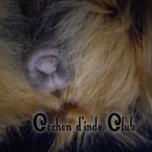Le sac périanal du cochon d'inde - Cochon d'inde Club