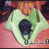Nettoyer corbeille, hamac, plaid du cochon d'inde - Cochon d'inde Club