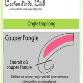 Couper les ongles du cochon d'inde - Cochon d'inde Club