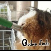 Quelle eau de boisson pour le cochon d'inde ? - Cochon d'inde Club, info et actu !