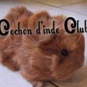 Le sevrage des cochons d'inde - Cochon d'inde Club