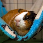 Nettoyer corbeille, hamac, plaid du cochon d'inde - Cochon d'inde Club, info et actu !