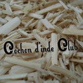 Bien choisir la litière du cochon d'inde - Cochon d'inde Club