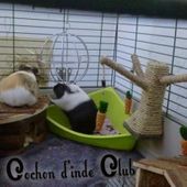 Les cages et parcs sur mesure - Cochon d'inde Club