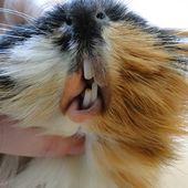 Le foin assure l'usure naturelle des dents - Cochon d'inde Club