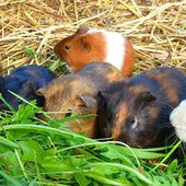 Le pissenlit adoré par les cochons d'inde - Cochon d'inde Club, info et actu !