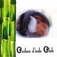 sante - Cochon d'inde, cobaye, guinea pig, infos, actus, mooc, video, santé, focus