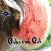 Fruits les plus riches en vitamine C - Cochon d'inde Club
