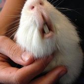 La pousse dentaire anormale du cochon d'inde - Cochon d'inde Club