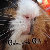 L'hygiène corporelle du cochon d'inde - Cochon d'inde Club
