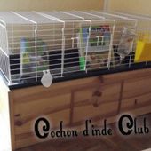 Bien placer la cage du votre cochon d'inde - Cochon d'inde, cobaye, guinea pig, infos, actus, mooc, video, santé, focus