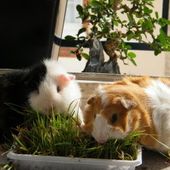 Quelles friandises donner à un cochon d'inde ? - Cochon d'inde, cobaye, guinea pig, infos, actus, mooc, video, santé, focus