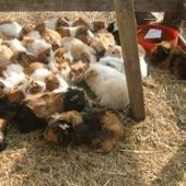 L'union consanguine chez les cochons d'inde - Cochon d'inde Club