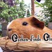 Traitement de la teigne du cochon d'inde - Cochon d'inde Club, info et actu !